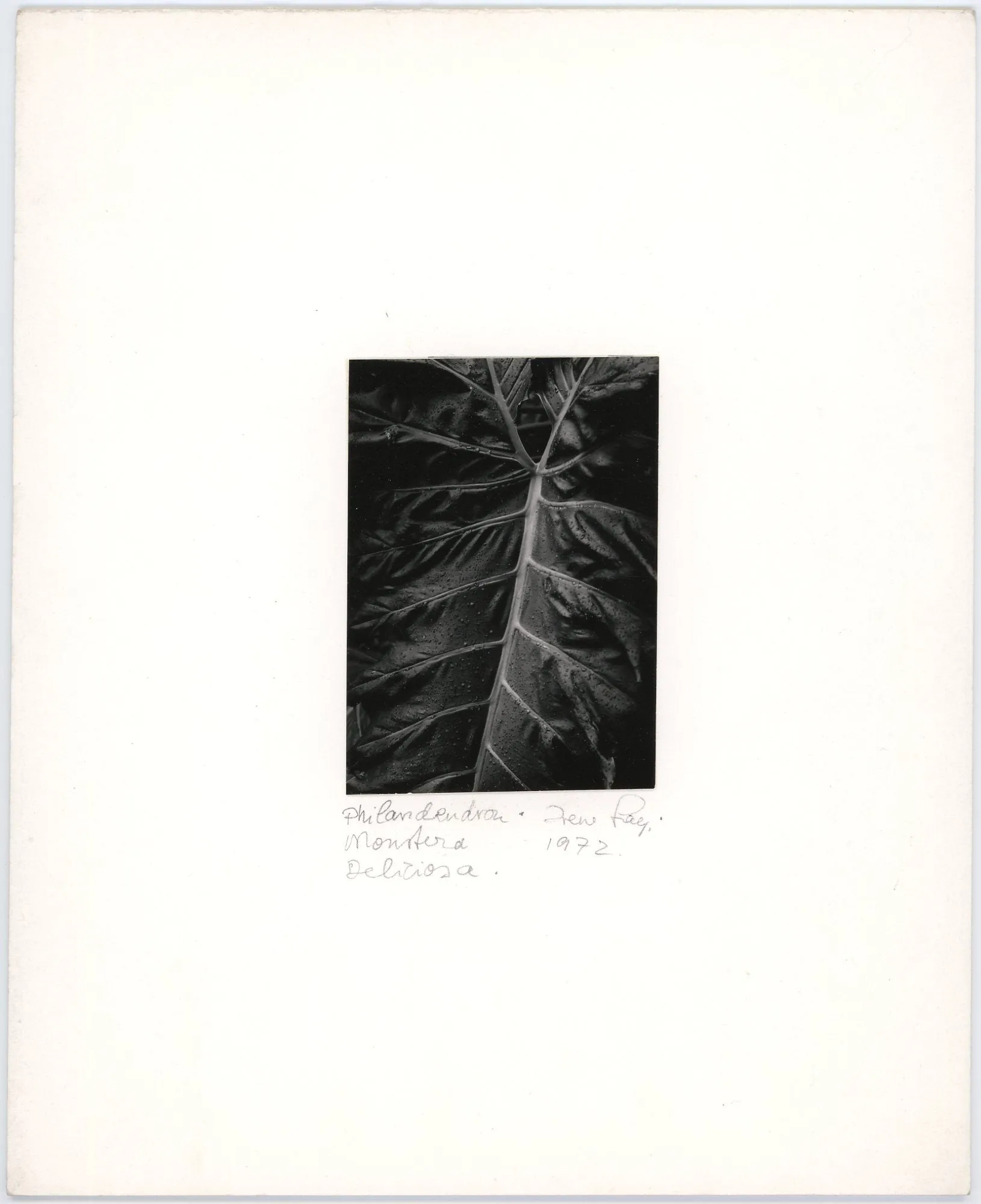 Philodendron Monstera Deliciosa