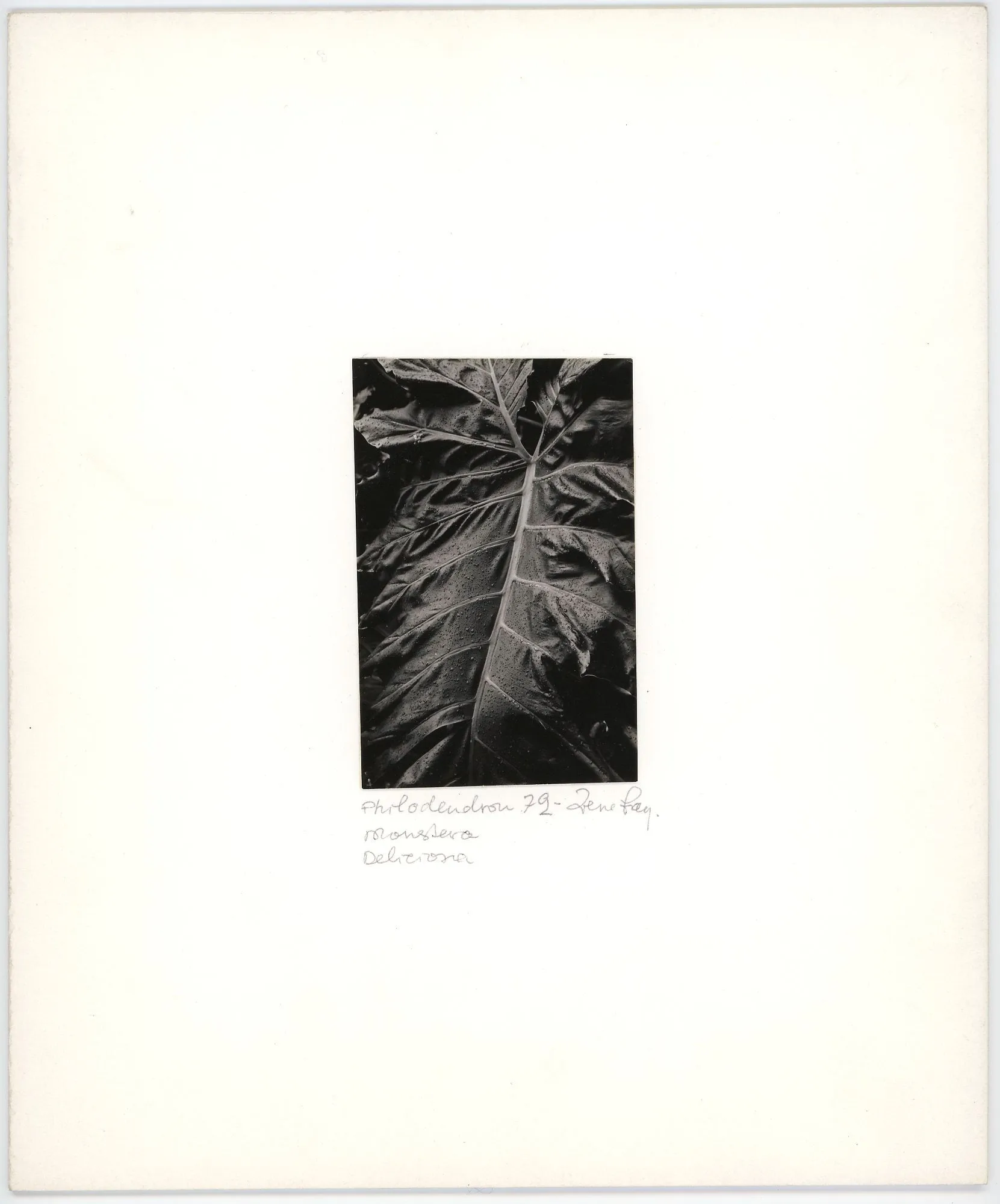 Philodendron Monstera Deliciosa